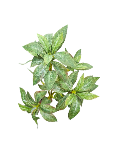 فروع الأوراق