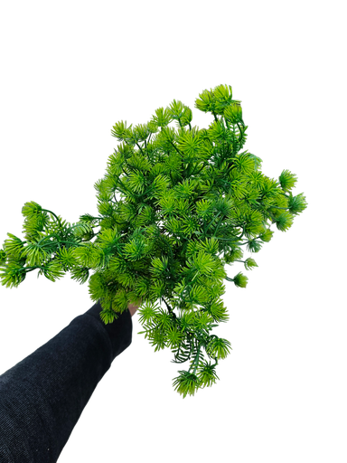 فروع الأوراق