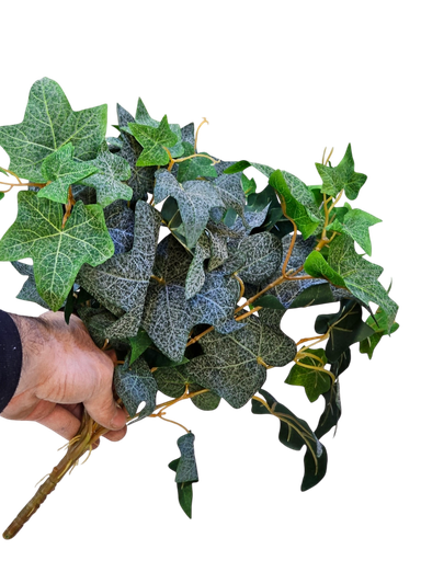 گەڵاکانی هایدرا