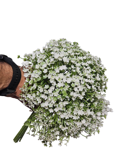 التشيبسوفيليا