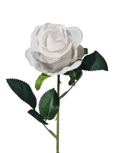 singular white rose