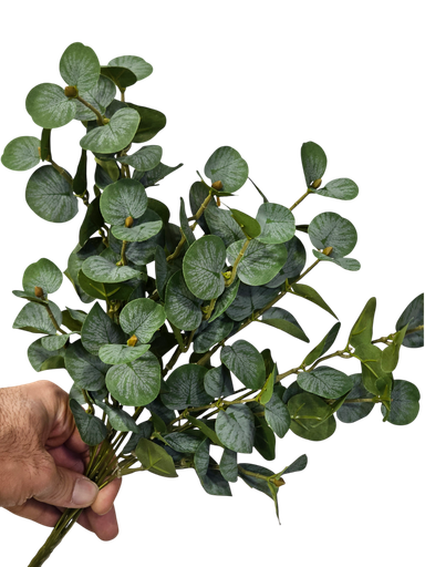 الأوكالبتوس