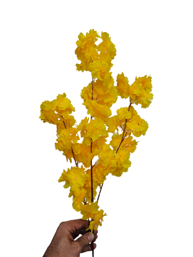 ذيل الثعلب الأصفر