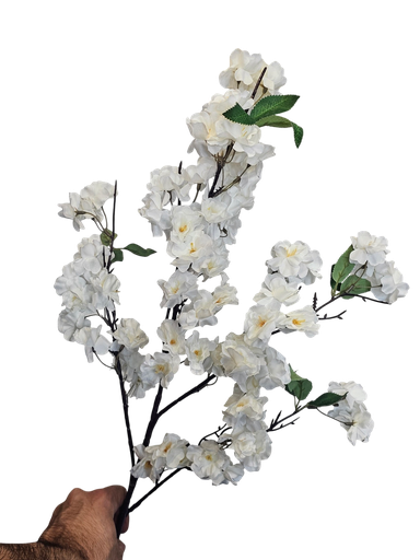 الزهرة البيضاء