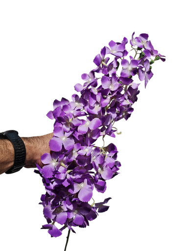 گوڵی ئەرخەوانی