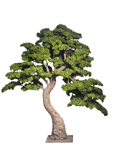 bonsai tree