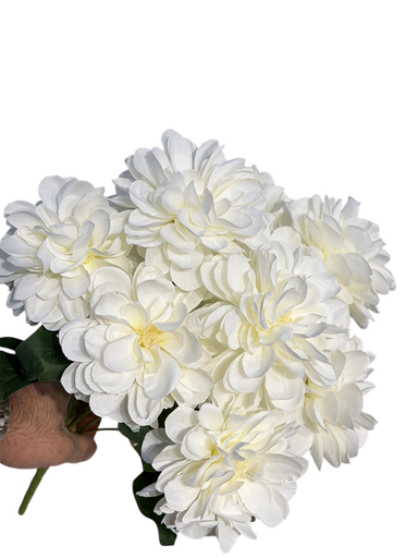 جيربيرا أوفوايت