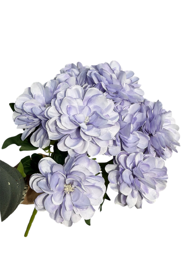 زهرة جيربيرا البنفسجية