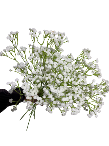 چیپسۆفیلیا سپی