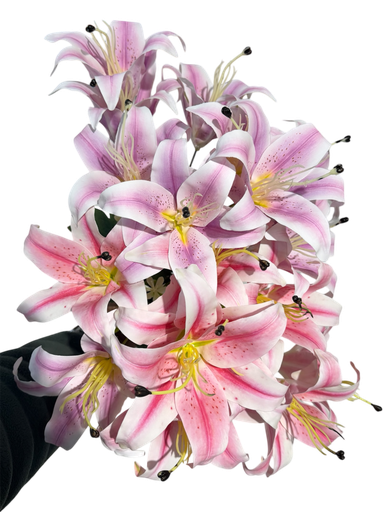  lilium
