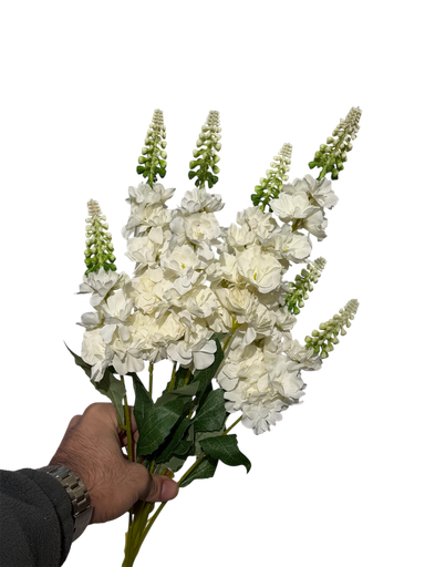 گوڵی ویستریا