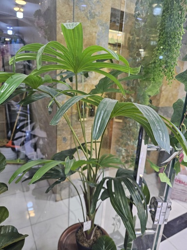 دار