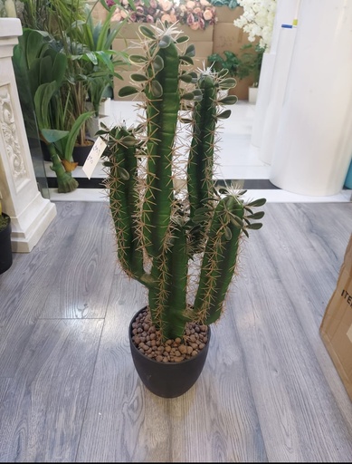 صبار