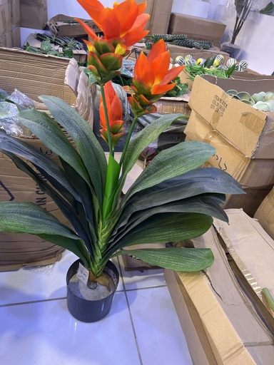 داری مطاط